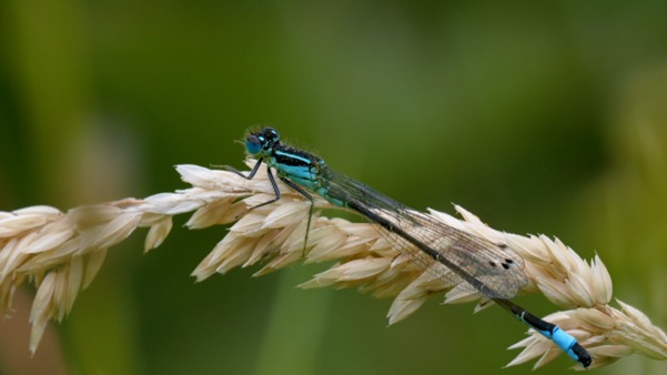 A damselfly resting on a grass seed head beside the river