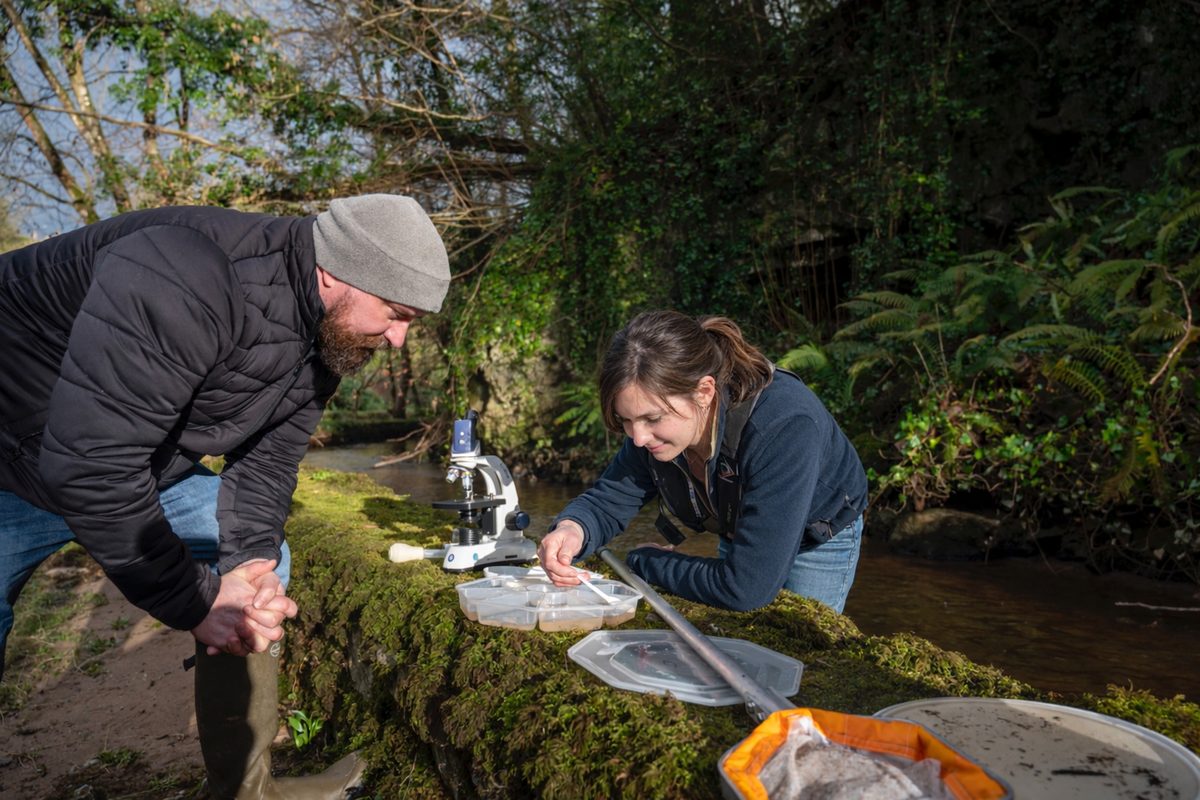 A microscope set up streamside to examine a macroinvertebrate sample