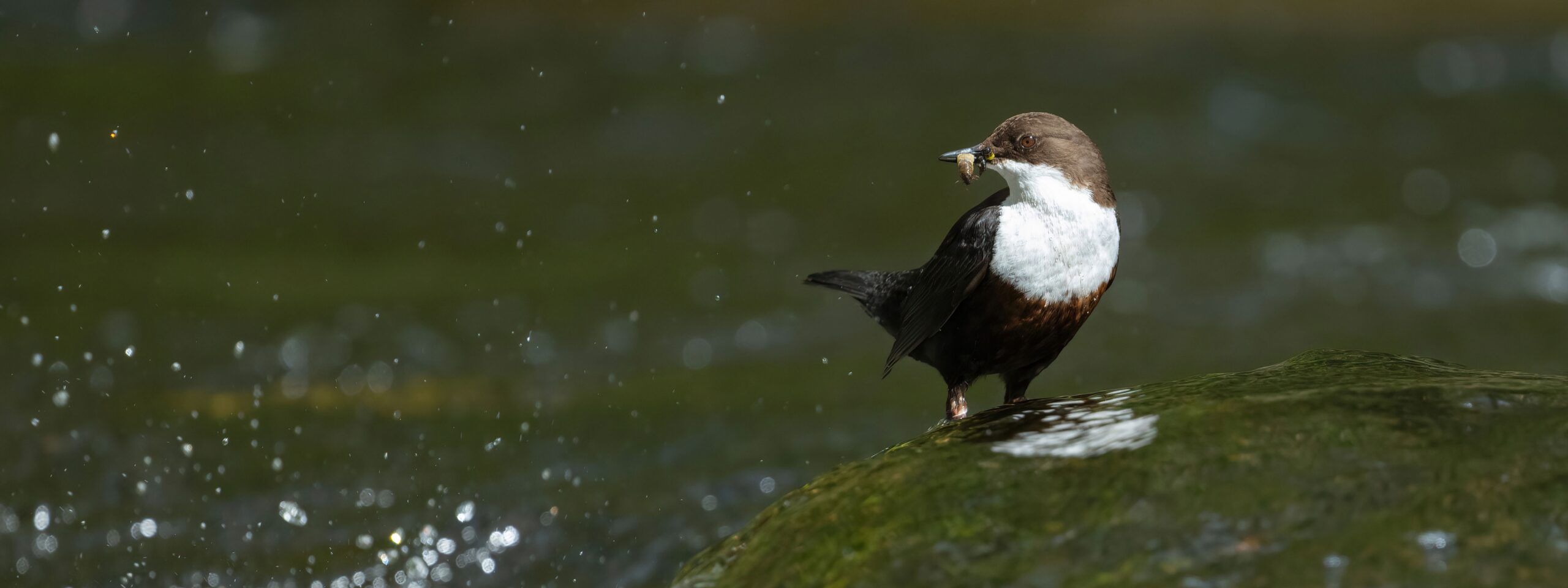A dipper bird feeding beside a river — the habitats our courses are filmed in
